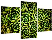 Obraz skalníc (90x60 cm)