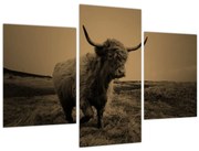 Obraz - Škótska krava v behu (90x60 cm)