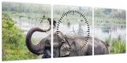 Obraz - Kúpajúci sa slon (s hodinami) (90x30 cm)