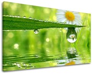 Obraz na stenu KVETY | rôzne rozmery