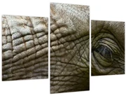Obraz - Detailné fotografie starého slonieho oka (90x60 cm)