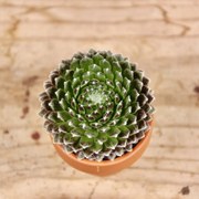 Sempervivum Cotton Candy - skalná ruža baby
