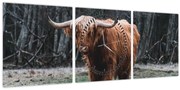 Obraz - Škótska krava 2 (s hodinami) (90x30 cm)