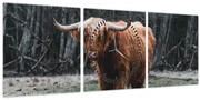 Obraz - Škótska krava 2 (s hodinami) (90x30 cm)