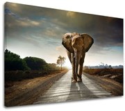 Obraz na stenu ZVIERATÁ_046-11 | rôzne rozmery