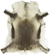 Kožušina Sob polárny (rangifer tarandus) - 120 * 90cm