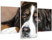 Obraz psa (90x60 cm)