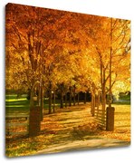 Obraz na stenu STROMY | rôzne rozmery