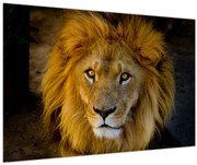 Obraz - Portrét leva (90x60 cm)
