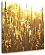 Obraz na stenu RASTLINY | rôzne rozmery