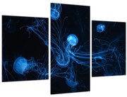 Obraz - Medúzy (90x60 cm)