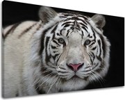 Obraz na stenu ZVIERATÁ ZV012E11