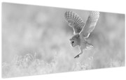 Obraz - Sova v poli (120x50 cm)