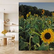 Fototapeta - Slnečnicové pole (147x102 cm)