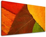 Obraz na stenu RASTLINY | rôzne rozmery