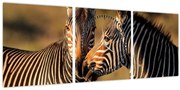 Obraz - Dve zebry (s hodinami) (90x30 cm)