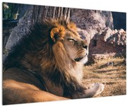 Obraz ležiaceho leva (90x60 cm)