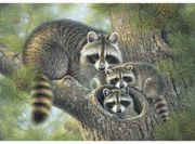 785435 NORIMPEX 5D Diamantová mozaika - Rodinka mývalov