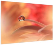 Obraz kvetinové kvapky rosy (90x60 cm)