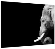 Obraz - Slon (70x50 cm)