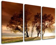 Obraz na stenu STROMY | rôzne rozmery