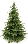 Smrek Kaukazský 3D- 220cm