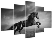 Obraz - Kôň čiernobiely (150x105 cm)