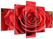 Obraz kvetu ruže (150x105 cm)