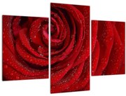 Obraz - detail ruže (90x60 cm)