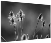 Obraz - Béžová soft grass N⁰2 (90x60 cm)