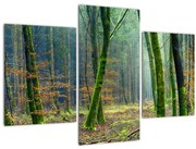 Obraz lesa (90x60 cm)