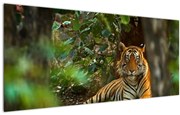 Obraz odpočívajúceho tigra (120x50 cm)