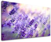 Obraz na stenu KVETY | rôzne rozmery