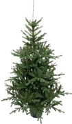 Umelý vianočný stromček v kvetináči 3D Smrek Tirolský 120cm