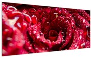Obraz kvetu červenej ruže (120x50 cm)
