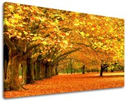 Obraz na stenu STROMY | rôzne rozmery