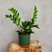 Zamioculcas Zamiifolia