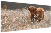 Obraz - Škótska krava v kvete (120x50 cm)