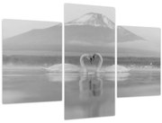 Obraz - Zamilované labute (90x60 cm)