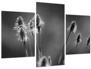 Obraz - Béžová soft grass N⁰2 (90x60 cm)