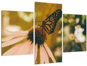 Obraz motýľa na kvetine (90x60 cm)