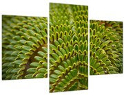 Obraz - Papraď (90x60 cm)