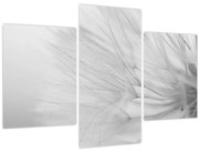 Obraz - Púpava (90x60 cm)