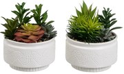Umelé rastliny v súprave 2 ks (výška 19 cm) Cactus – Casa Selección
