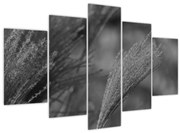 Obraz - Sušená pampová tráva (150x105 cm)