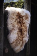 Ovčia kožušina jahňa