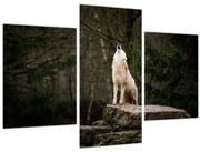 Obraz - Vytie vlka (90x60 cm)