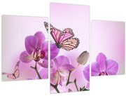 Obraz - Motýľ na kvetoch orchidey, lila (90x60 cm)