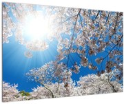 Obraz - Čerešňové kvety (90x60 cm)