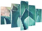 Obraz - Sukulent (150x105 cm)